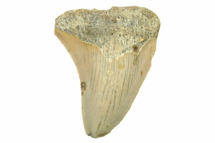 Bargain, Juvenile Megalodon Tooth - North Carolina #294432